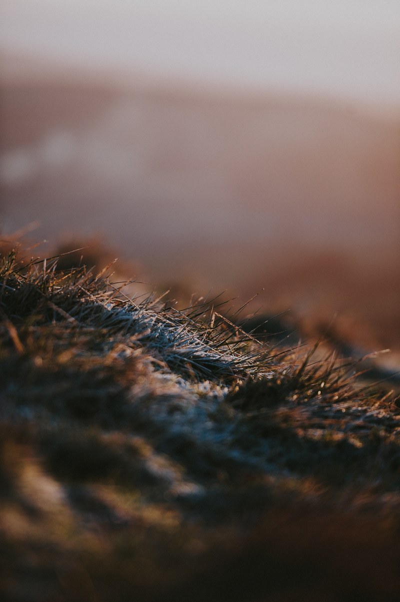 frosty grass in the morning light 4k