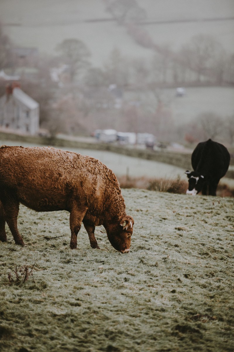 cattle grazing in the winter drizzle 4k