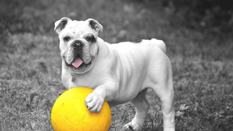 dog, bulldog, ball, grass, bw, 4k