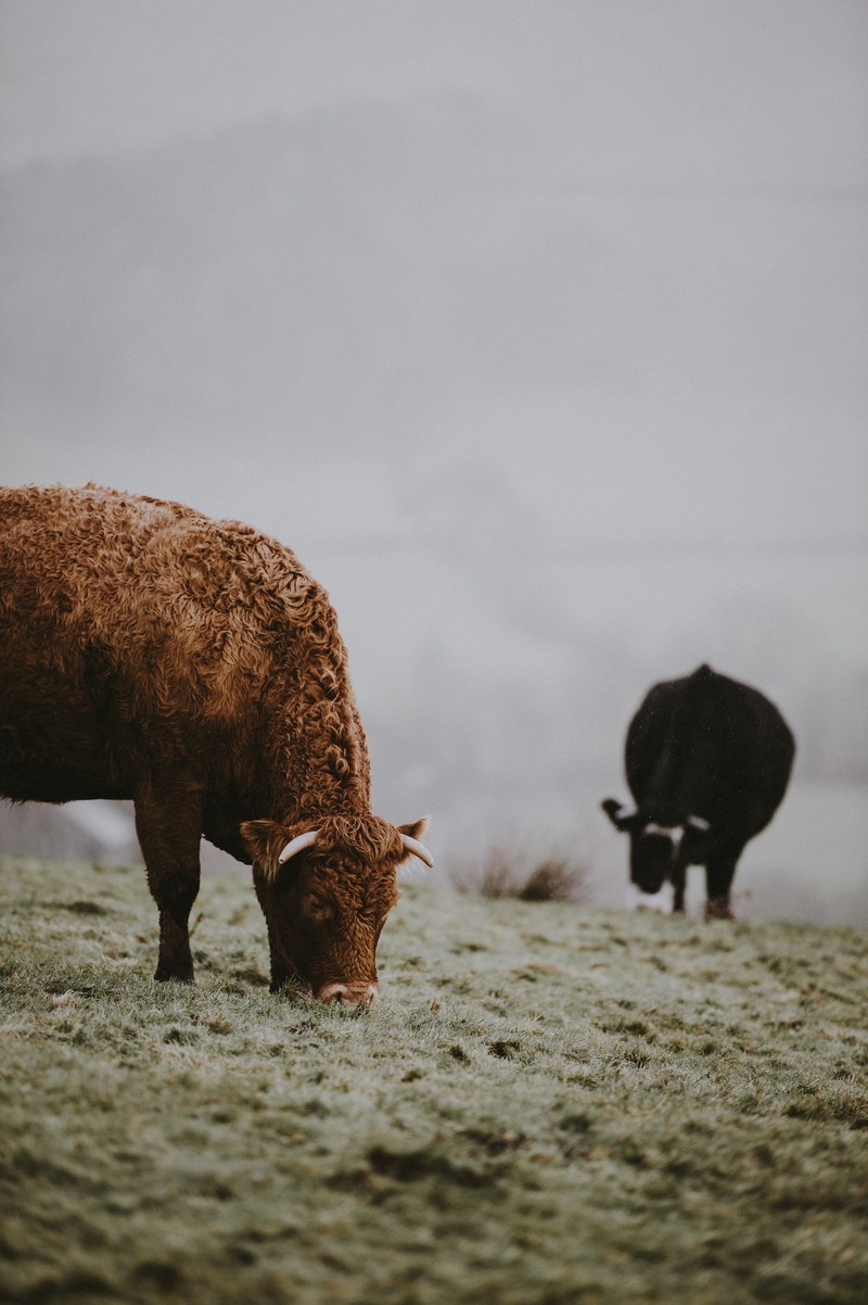 cattle grazing on a drizzly winter morning 4k