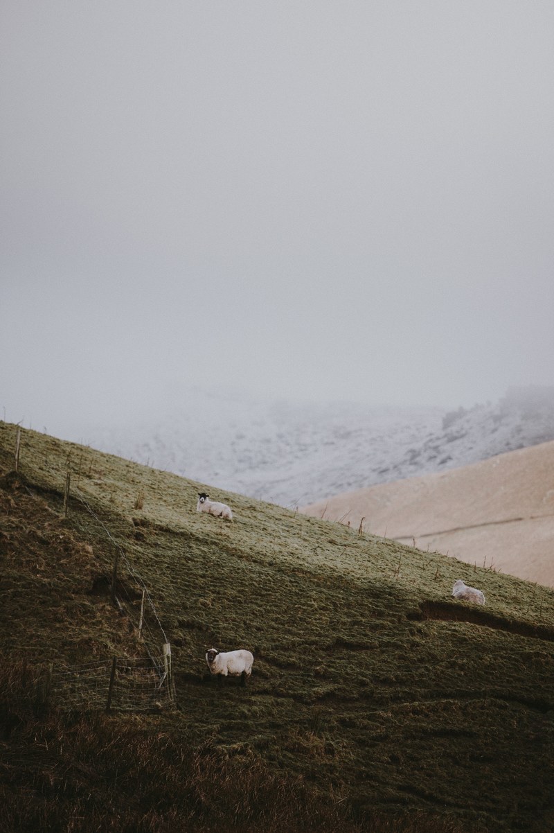sheep on hillside in winter 4k