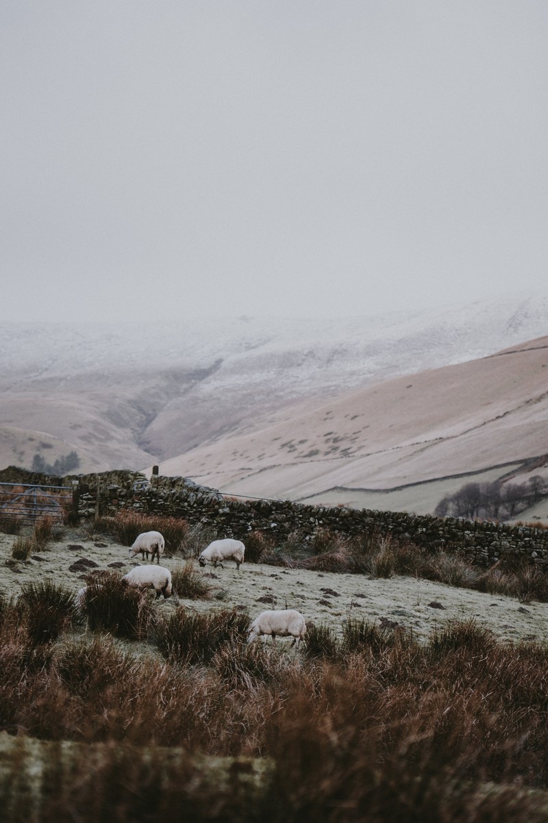 sheep countryside winter fields mist 4k