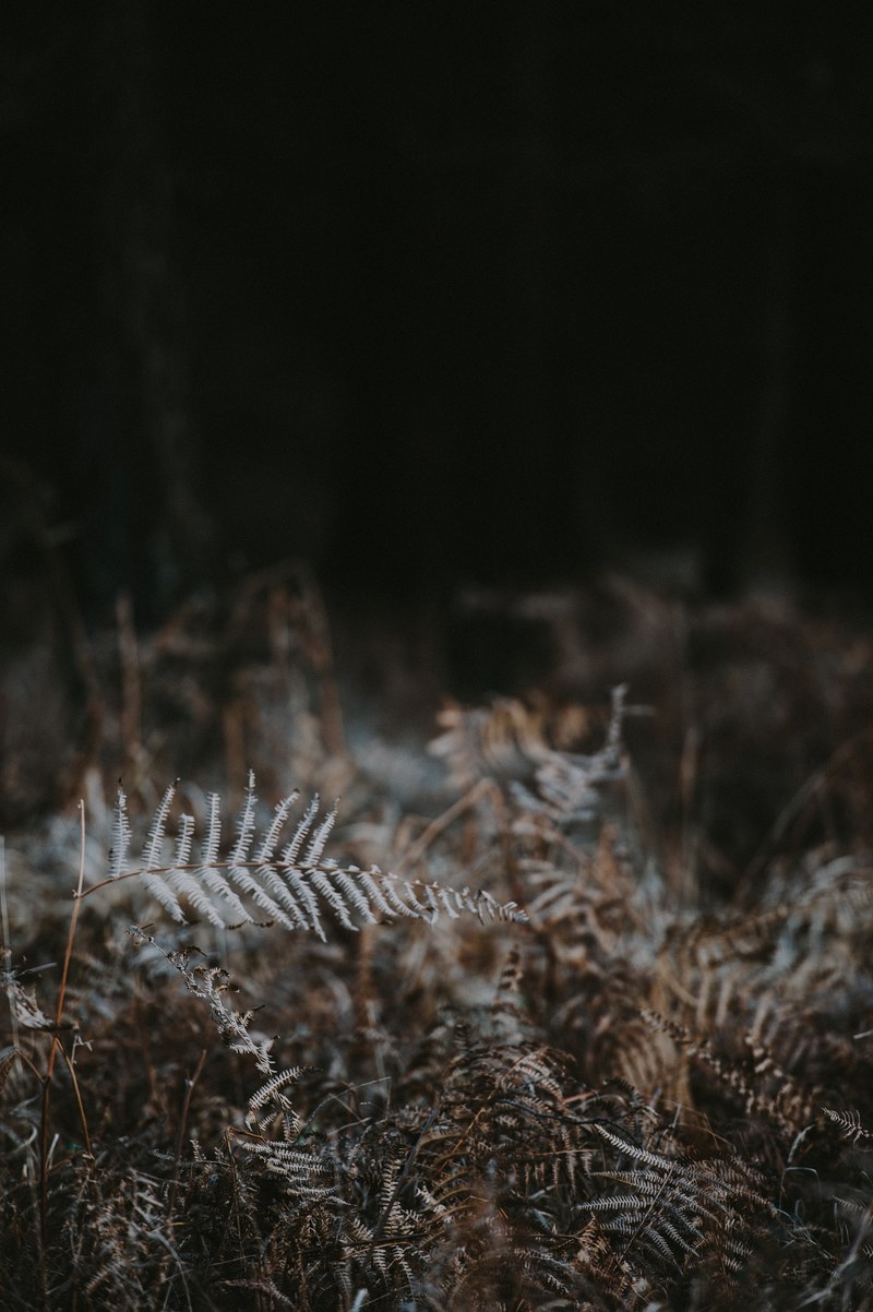 ferns 4k