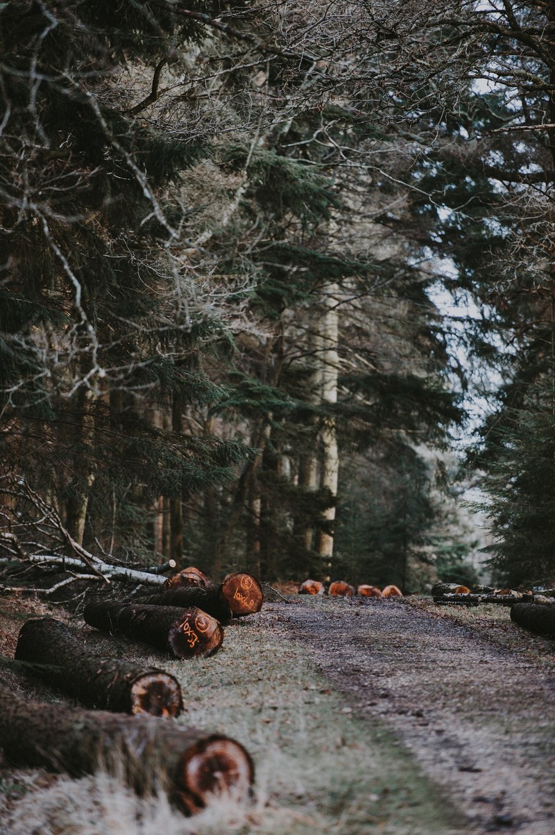 cut timber 4k