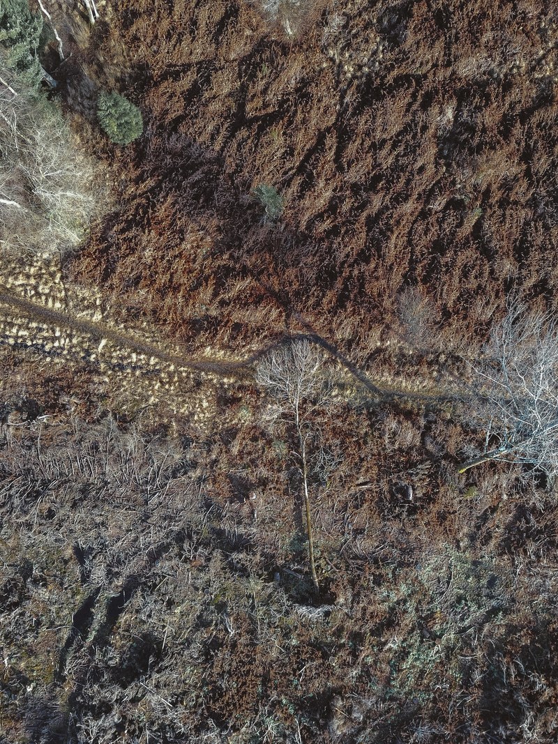 fallen tree drone view 4k