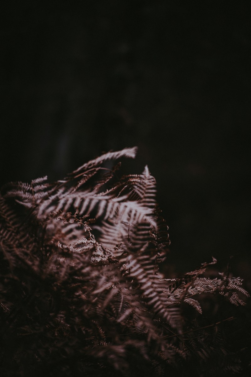 ferns in the dark 4k