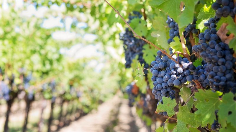 grapes, branch, blur, 4k