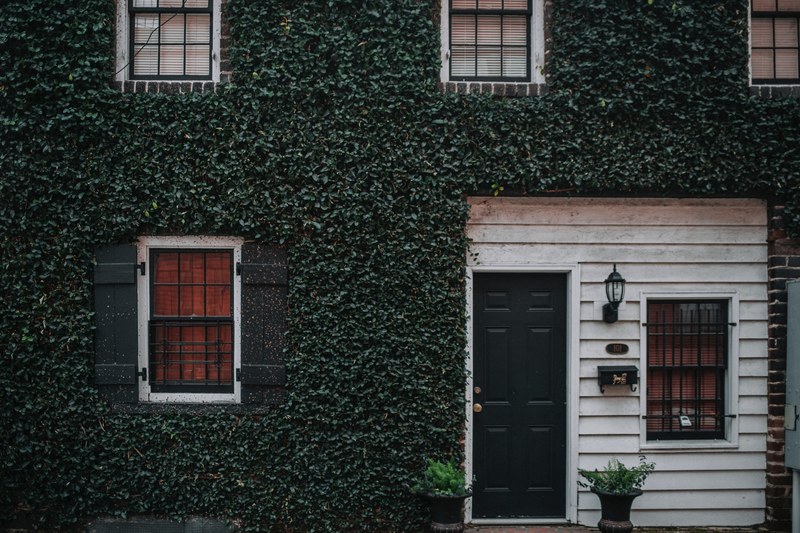 the front wall of an elegant house covered with a rich growth of ivy, ivy covered facade 4k