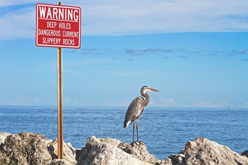 bird heron sea and sign 4k
