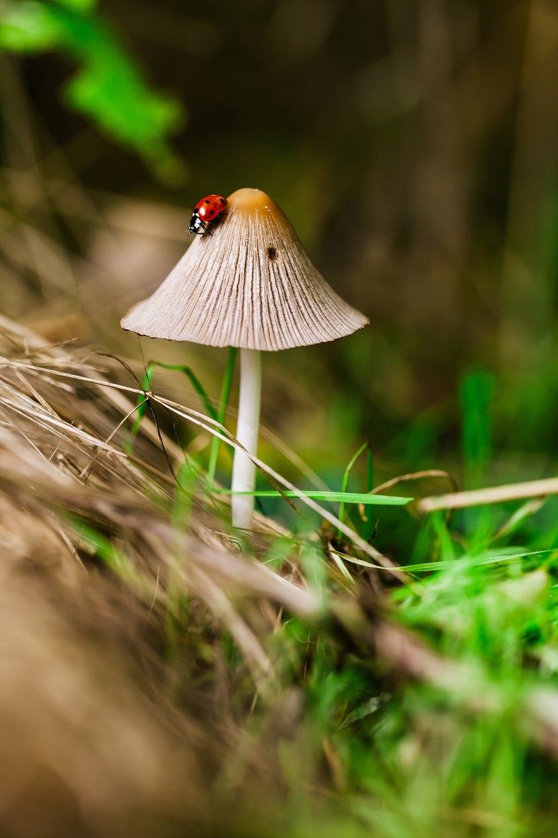 ladybug climbs down a wild mushroom in the forest, fungi in the woods 4k