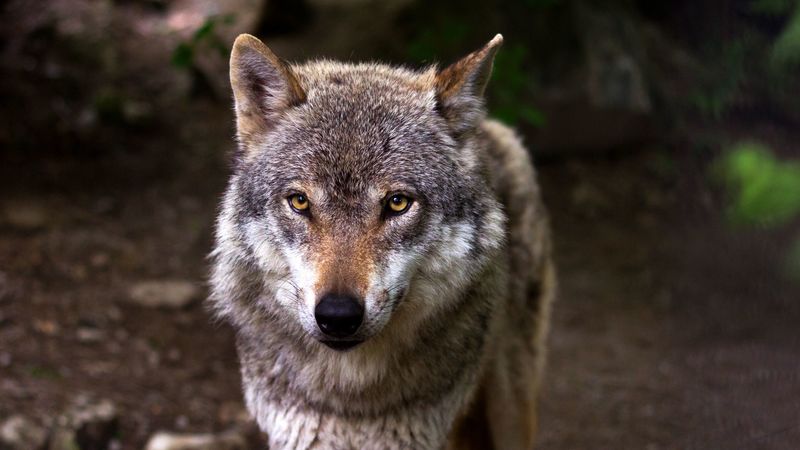 wolf, predator, muzzle, glance, dog, 4k