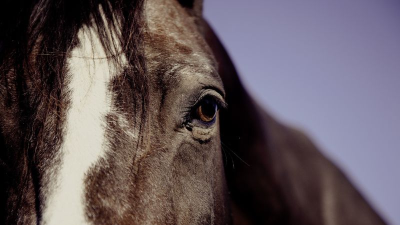 horse, eyes, mane, 4k