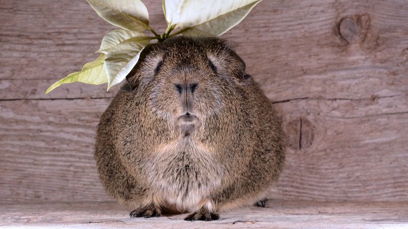 guinea pig, leaves, animal, 4k