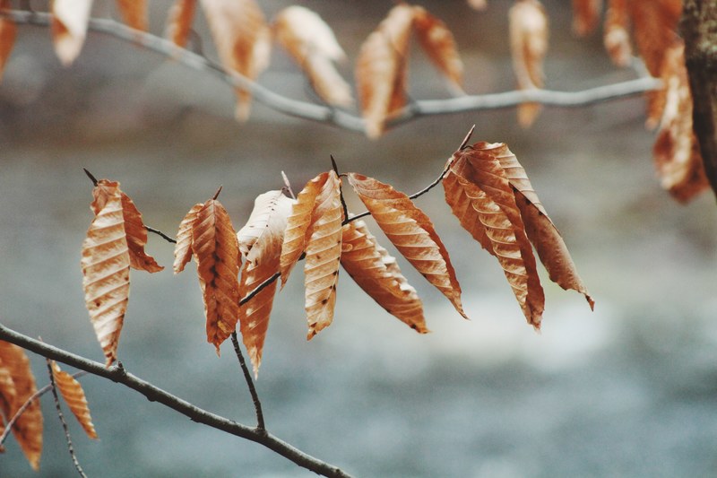 branch twig leaves and leaf 4k