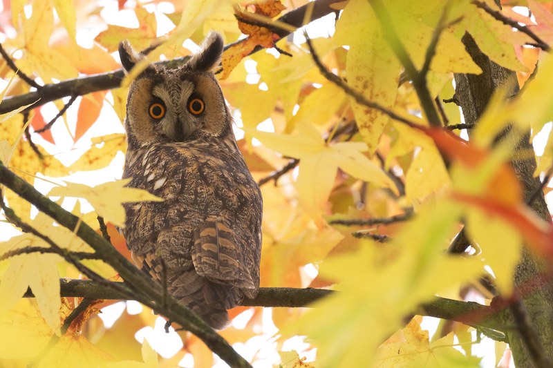 long eared owl owl bird and wit woo 4k