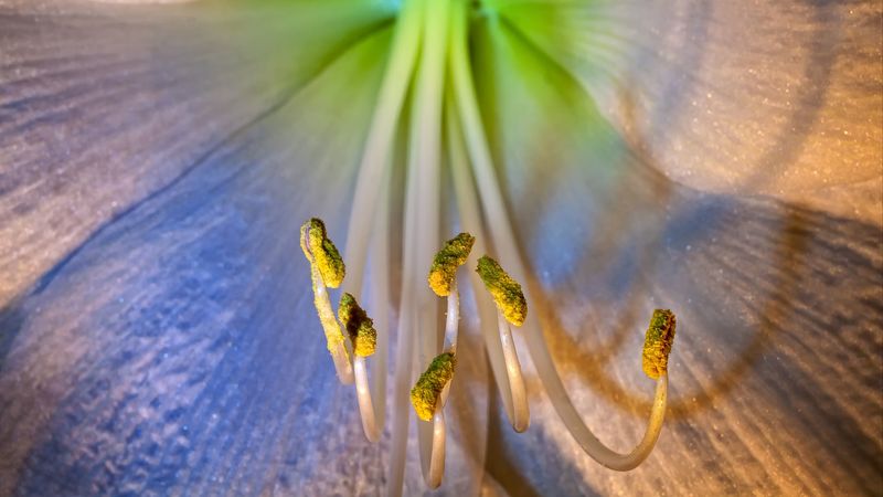 flower, petals, stamens, 4k