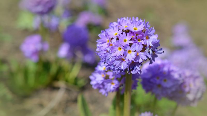 flowers, buds, petals, close-up, blurred, 4k