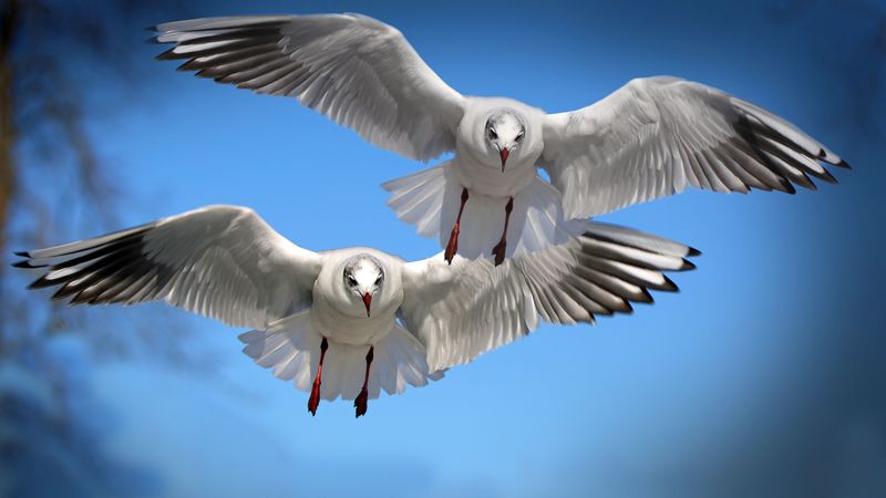 gulls, birds, flying, flapping, 4k