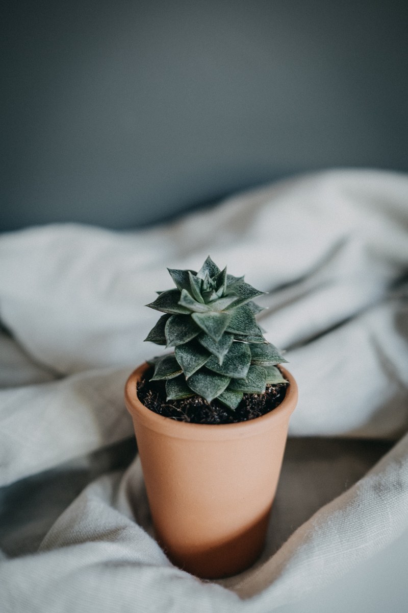succulent simplicity 4k