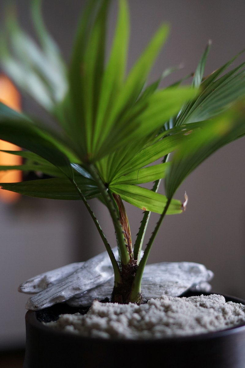 potted plant plant interior and sand hd, 4k