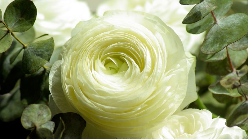 rose, flower, bud, petals, 4k
