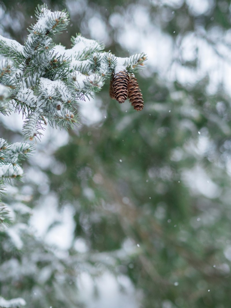 tree pine tree snow and frost hd, 4k