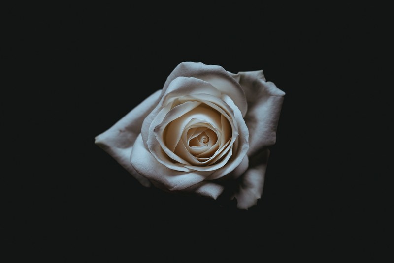a pale white rose against a black background, simple white rose on a black background 4k