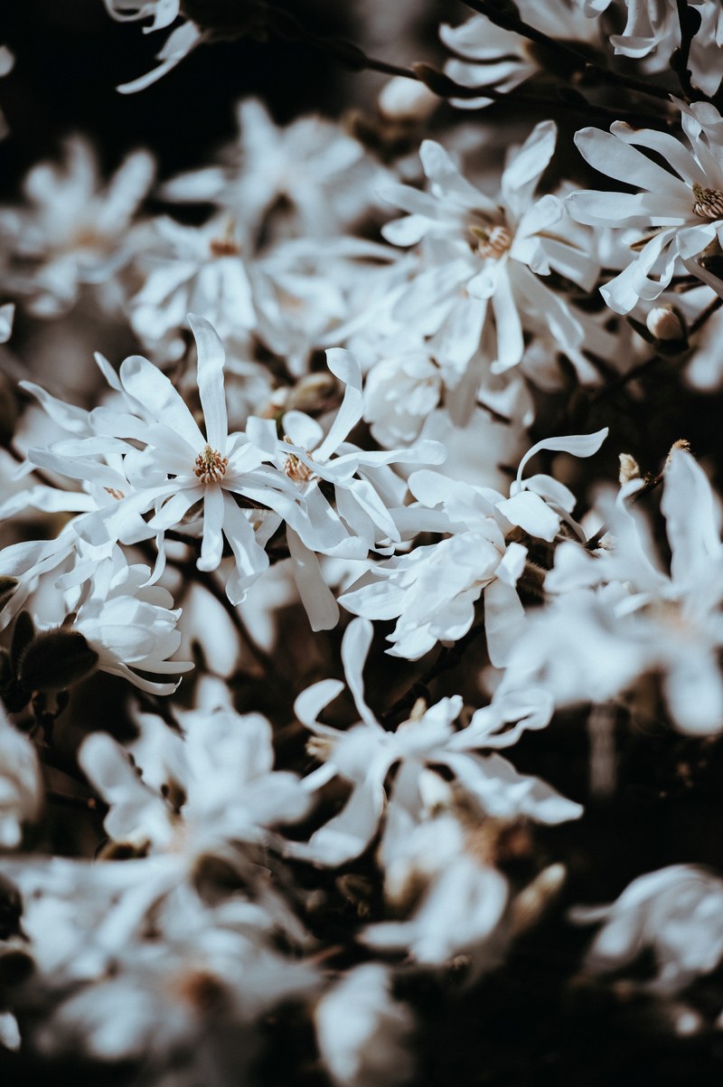 an unsaturated shot of white flowers with long thin petals, long white petals in close up 4k