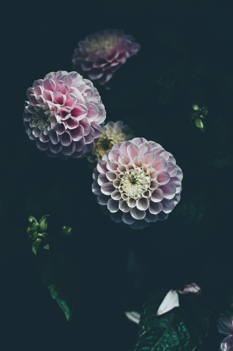 top view of pink dahlia flowers in full blossom, blossoming pink dahlia 4k