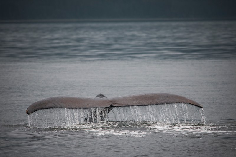 whale tail whale ocean and water 4k