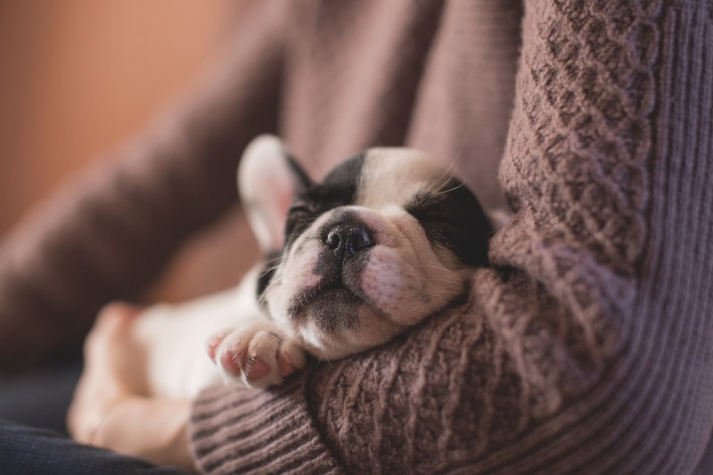 sleeping puppy rests in arm of woman wearing a sweater, woman holds sleeping puppy 4k