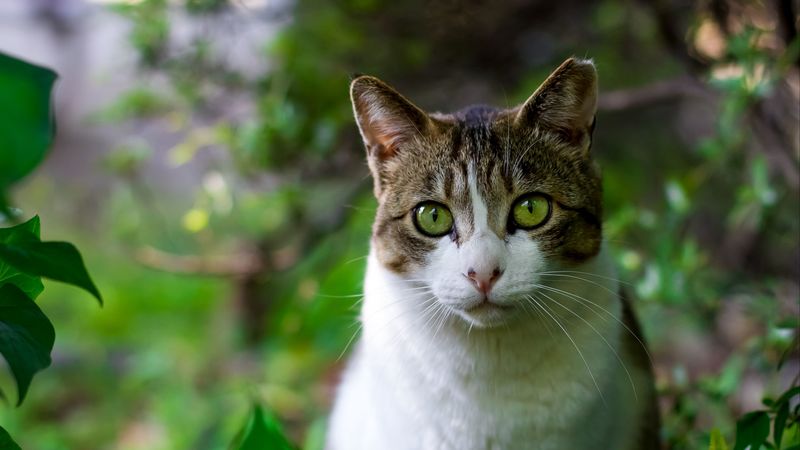 cat, trees, leaves, muzzle, 4k