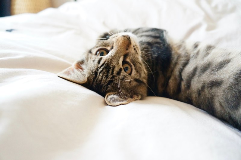 cat feline pet and tabby 4k