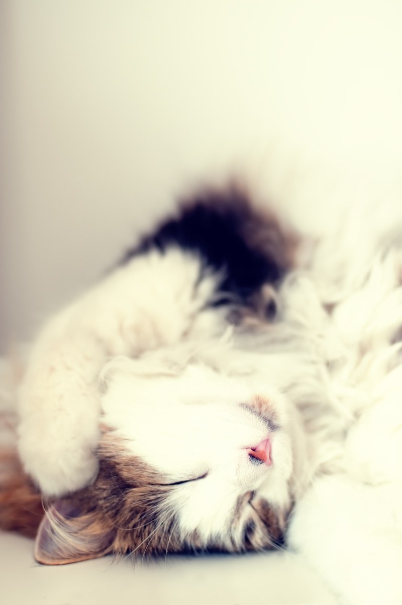 a furry white and brown cat sleeping peacefully, sleeping furry cat 4k