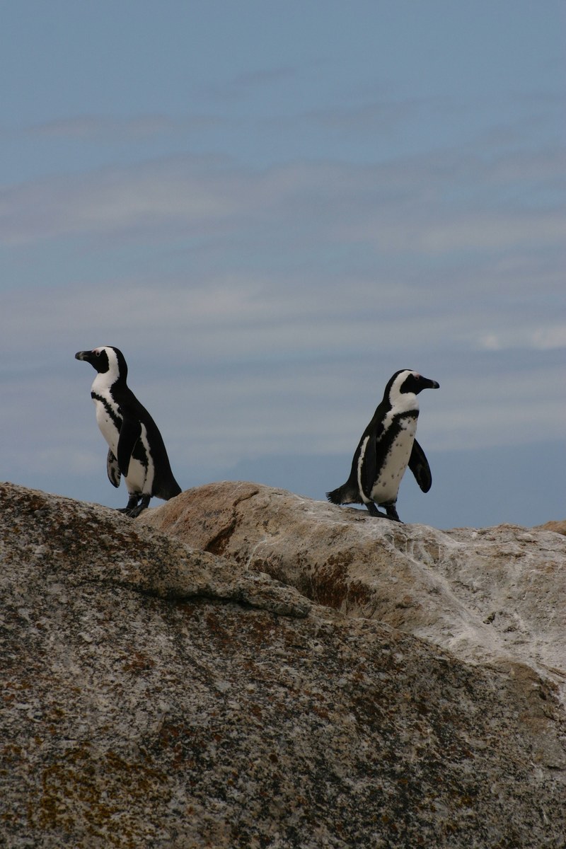 penguins face opposite directions atop a rock in south africa, penguins go separate ways 4k