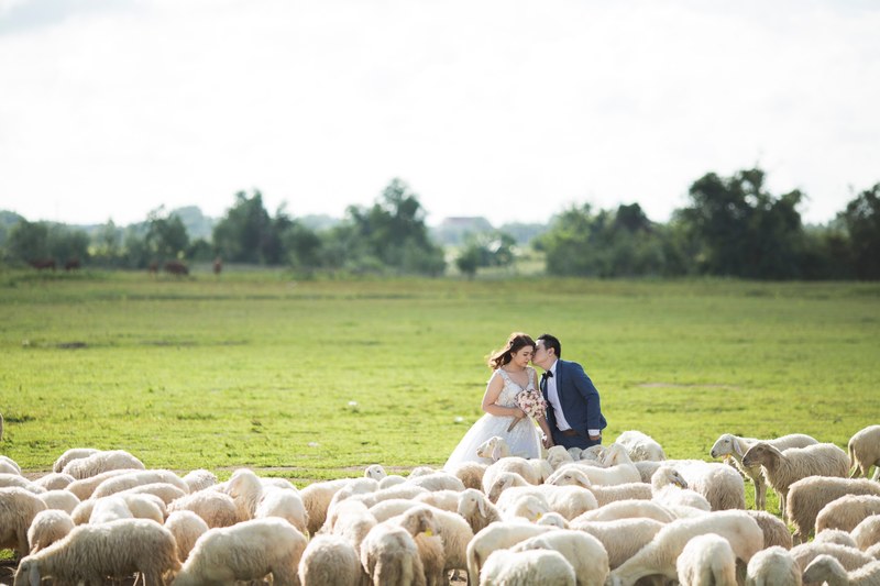 sheep bride groom and kiss 4k