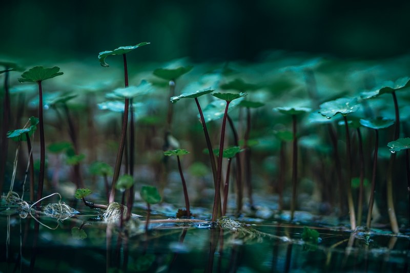 lake leafe foliage and nature 4k