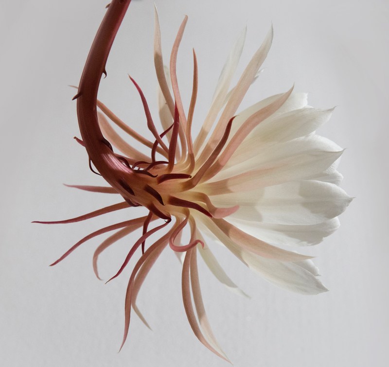 a macro shot of a flower with long white petals and a pink stem, dama de la noche 4k