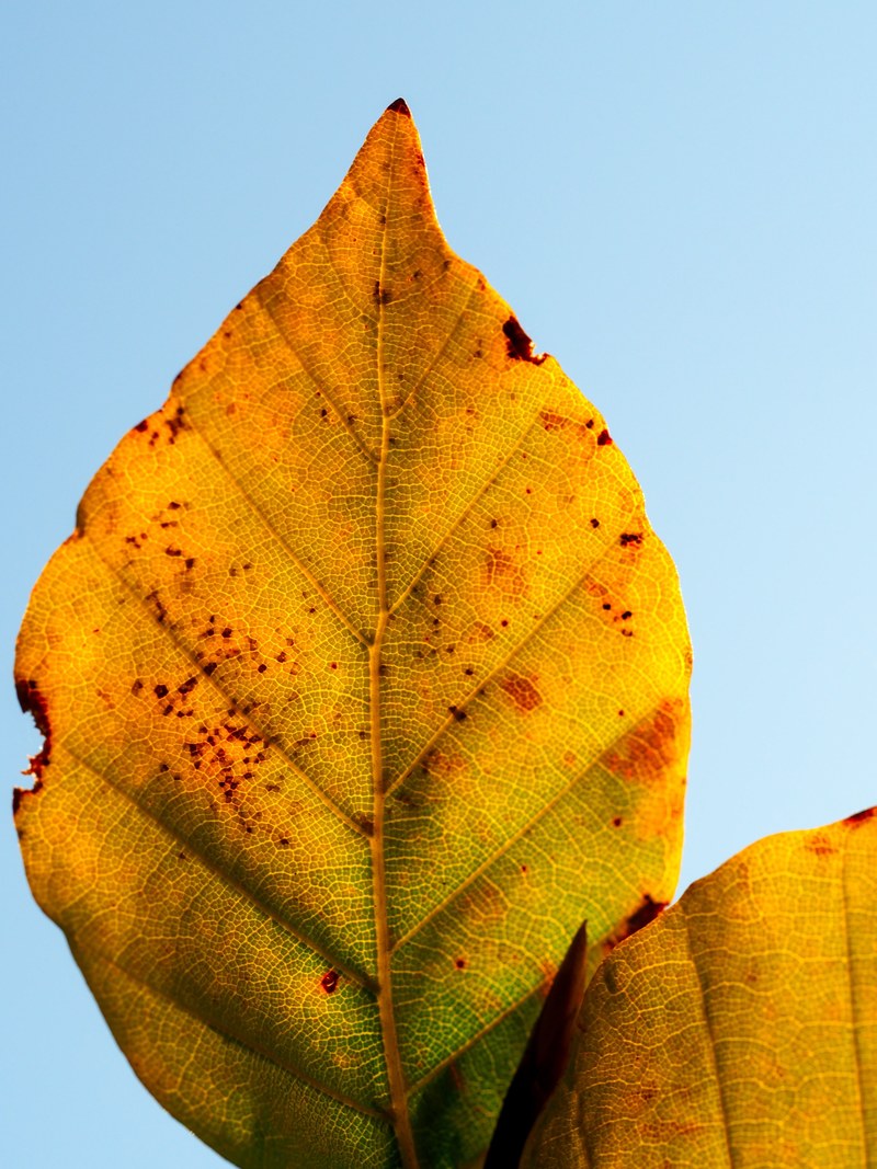 details on an orange and yellow autumn leaf, signs of fall 4k