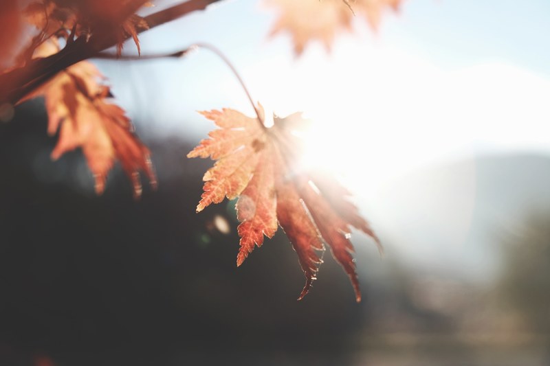 leaf leaves autumn and fall 4k
