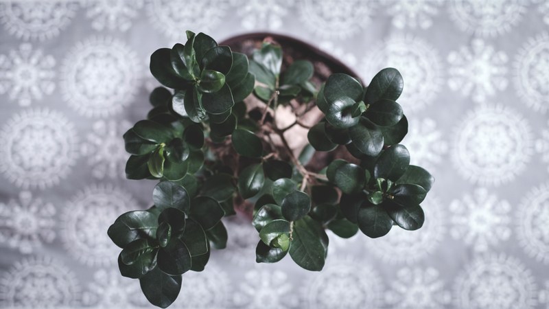small green houseplant on a decorative tablecloth, decorative greenery 4k