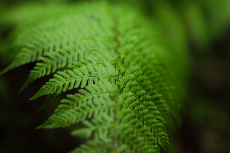 fern plant leaf and leafe 4k