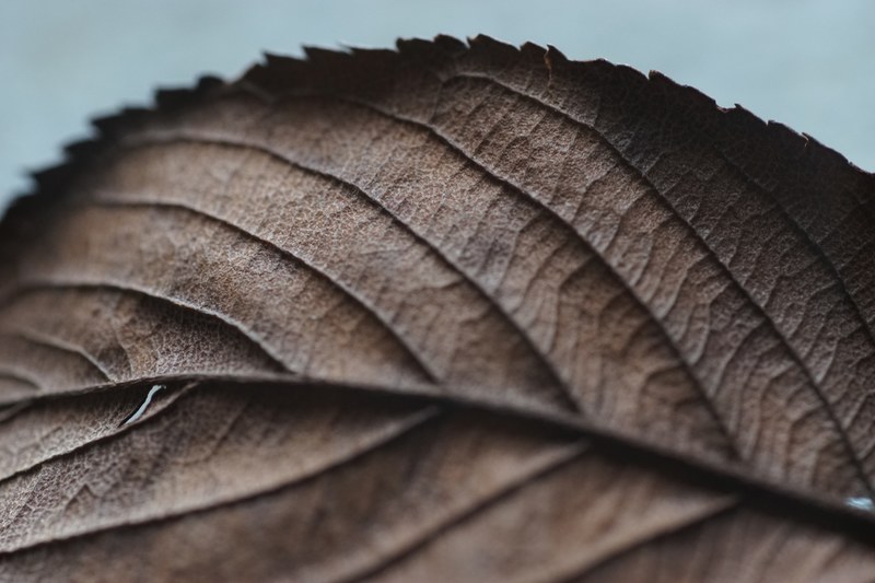 leaf brown vein and brown leaf 4k