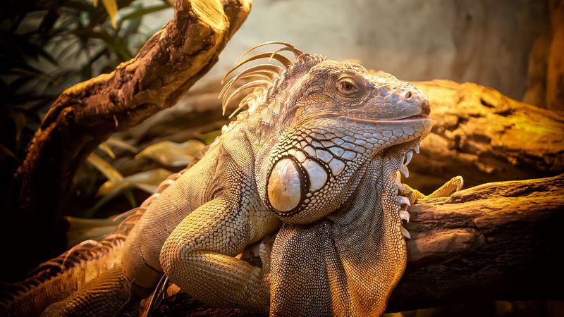 lizard, reptile, large, 4k