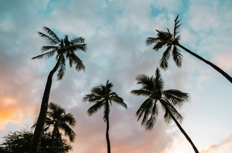 looking up at a blue orange cloudy sky with tall pine trees in hawaii, dreamy hawaii 4k