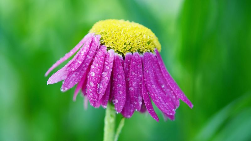 flower, drops, petals, 4k