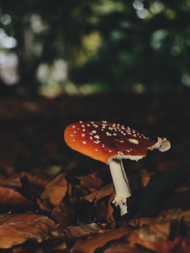 a close up of a mushroom with a flat red cap growing on the leaf covered forest floor, red and white mushroom 4k