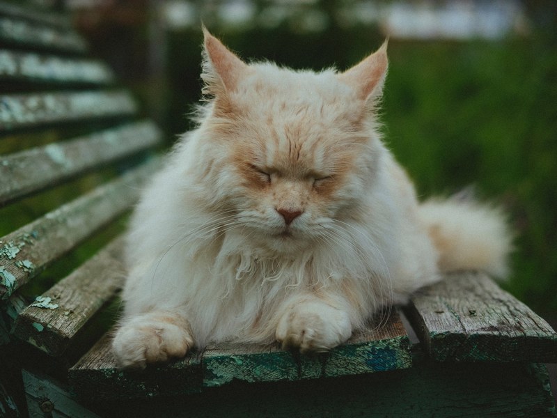 cat sleepy cat animal and park bench 4k