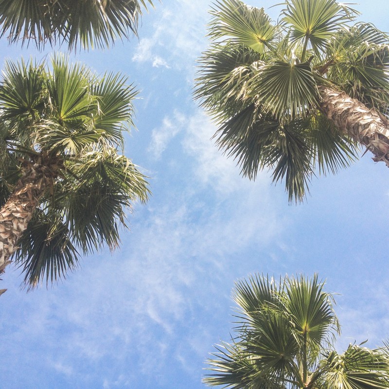 looking up at bright green palm trees against a bright blue sky, napping under the trees 4k