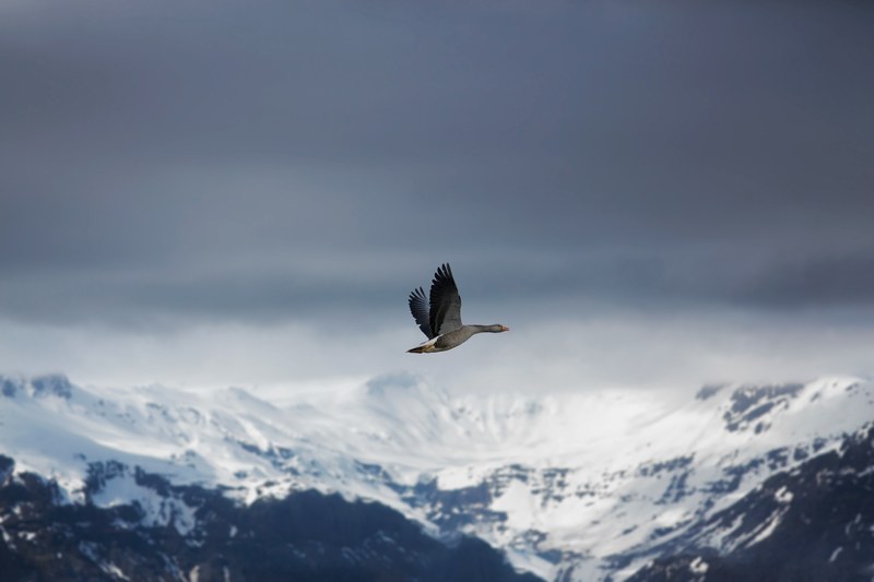 canada goose iceland 4k